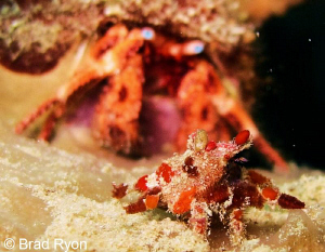 No really, look behind you; Utila, Honduras by Brad Ryon 